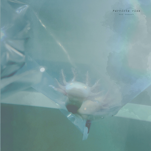 大鸡吧操我红桃视频
